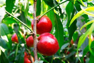 Organic peaches on tree branch