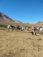 Caballos en montaña