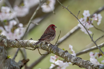 Male House Finch Perched in a Flowering Cherry Tree