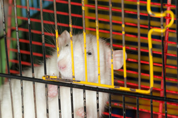 Obraz premium white domestic rat in a cage