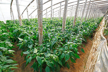 Green pepper grown in greenhouses
