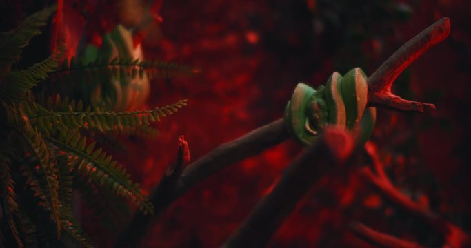Green tree python hanging on a tree branch, red light. BMPCC 4K
