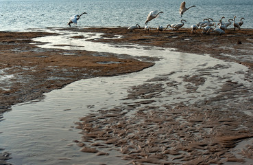 Swan in the snow of yandunjiao, Shandong Province, China