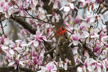 Cardinal sitting on branch of magnolia tree in bloom