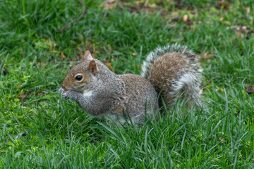 Naklejka na ściany i meble Squirrel eating in grass