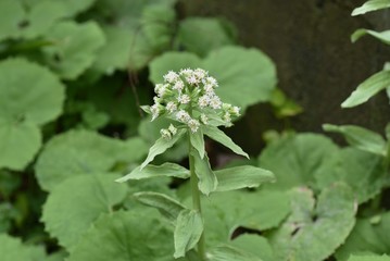 Japanese butterbur scape flowers (Butterbur flower stalk)