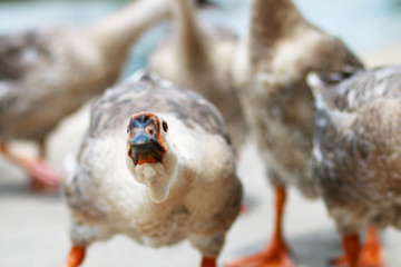 A goose craning its neck to look at the camera