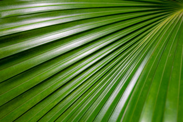 Green Leaf Shapes