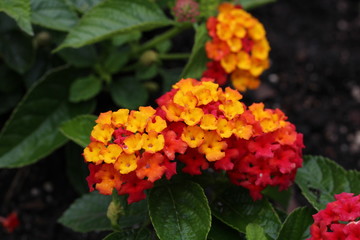 orange flowers