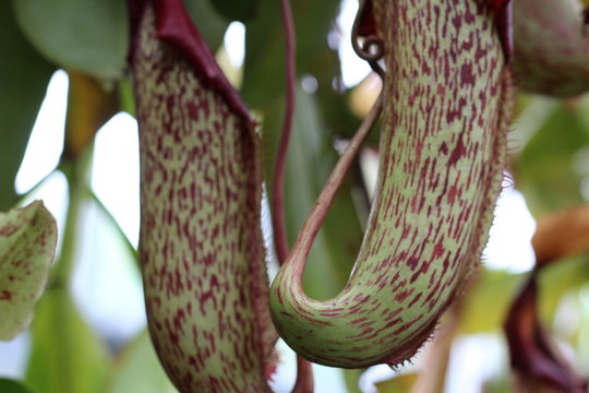 plant