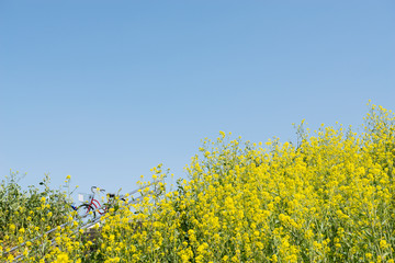 Obraz premium 菜の花