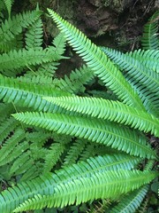 Fototapeta na wymiar fern close up