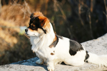 A dog playing alone in a field