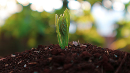 Avocado seedlings growing in the morning sunshine