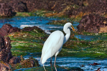 Great white egret hunting for it's next meal on the ocean shore in Pacific Grove, CA.