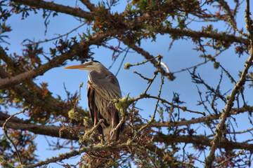 Great blue heron hunting for it's next meal at a pond in Monterey, CA.
