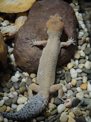 yellow lizard ablefor change the skin