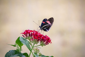 butterfly on a flower