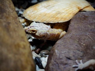 yellow lizard ablefor change the skin