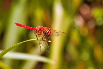 Striking bright red dragonfly resting on a leaf near a pond in Monterey, CA.