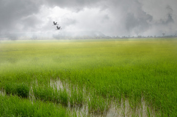 Beautiful green rice field and birds in morning fog