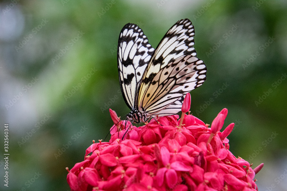 Wall mural butterfly on a flower