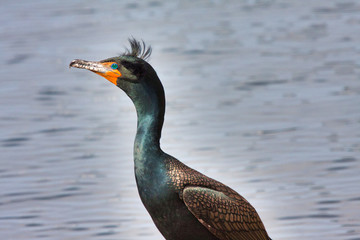 Colkorful cormorant at the seashore in California