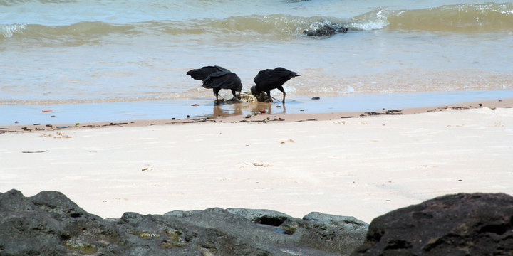 Urubus comendo carcaça de animal. Peixe morto na praia com abutres. 