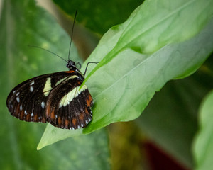 Obraz na płótnie Canvas butterfly on a flower