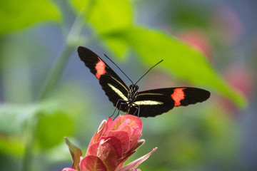 butterfly on a flower