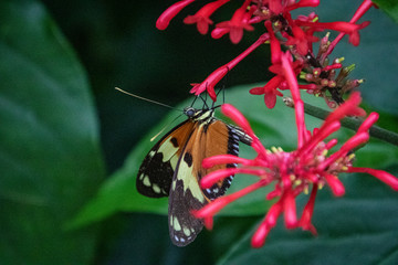 butterfly on a flower
