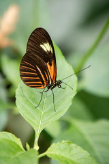 butterfly on a flower