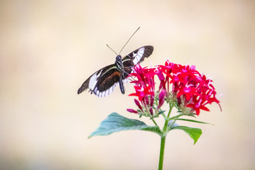 butterfly on a flower