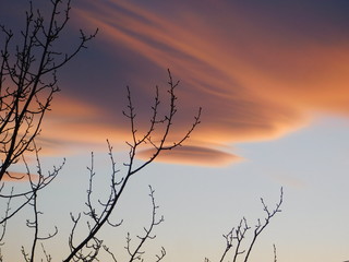 Mawingu katika mwanga wa jua na matawi alder