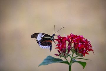 butterfly on a flower