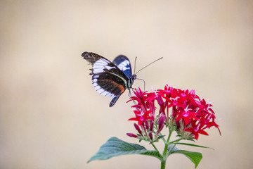butterfly on a flower