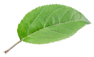 Apple leaves isolated on white background. One Leaf Apple Clipping Path.