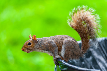 A Close Encounter With Friendly Squirrel