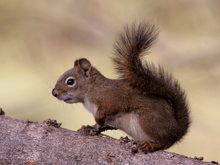 Curious Squirrel on tree branch portrait