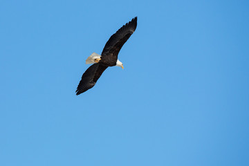 Bald Eagle flying, soaring in blue sky.
