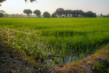 Obraz premium Rice Field