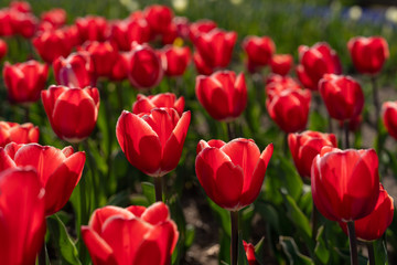 Obraz premium チューリップ