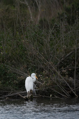 White Egret with it's breeding plumes