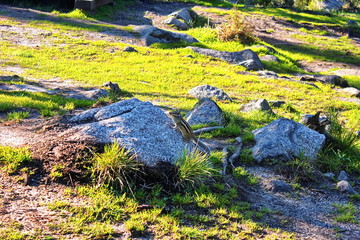 Chipmunk Tamias Sibiricus in the wildlife sitting on the stone and eating something. Photo taken in the Altai region Russia .