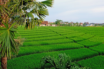 A panoramic view on beautiful green rice fields and terraces in sunset light. Bali, Indonesia