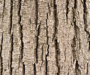 Texture of tree bark in the park