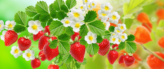 sweet garden strawberry plants witch red rippen berries