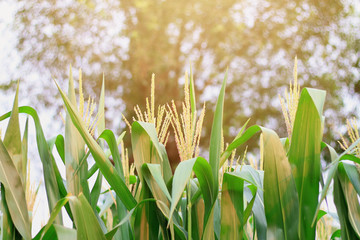 Corn field and Corn ears is cultivated land in vintage with the sun shining.