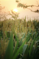 Corn field and Corn ears is cultivated land in vintage with the sun shining.