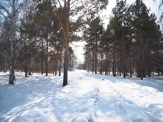 narrow gauge railway leaving for the winter forest